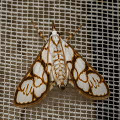 Cirrhochrista cygnalis