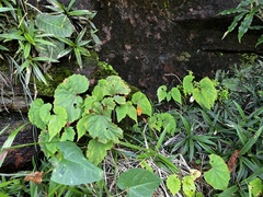 Begonia sutherlandii