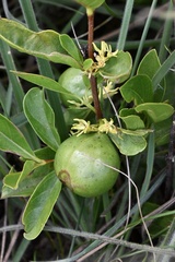 Vangueria venosa