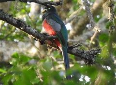 Apaloderma narina