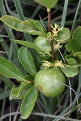 Vangueria venosa