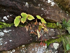 Begonia sutherlandii