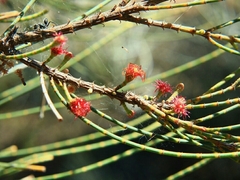 Casuarina pauper