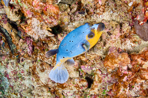 Blackspotted Puffer — seen at this dive site