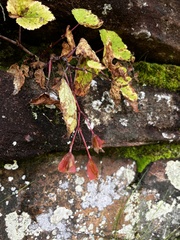 Begonia sutherlandii