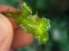 Calycularia laxa