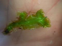 Calycularia laxa