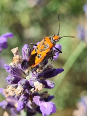 Corizus hyoscyami