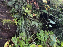 Begonia sutherlandii