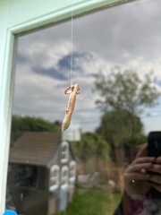 Elgaria multicarinata