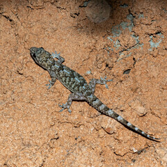 Hemidactylus mercatorius