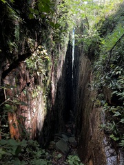 Begonia sutherlandii
