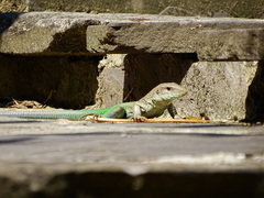 Ameiva ameiva