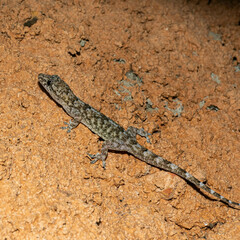 Hemidactylus mercatorius