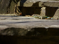 Ameiva ameiva