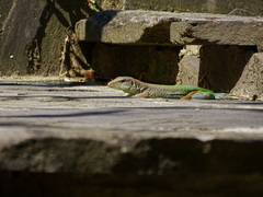 Ameiva ameiva