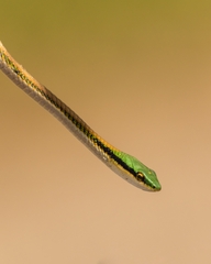 Leptophis mexicanus
