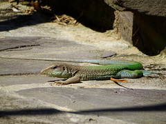 Ameiva ameiva