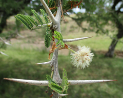 Vachellia luederitzii