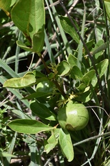 Vangueria venosa
