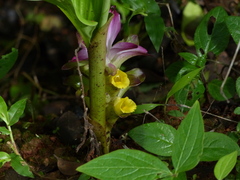 Curcuma pseudomontana
