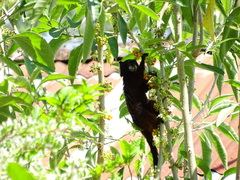 Saguinus nigricollis