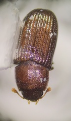 Dioedus punctatus