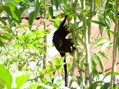 Saguinus nigricollis