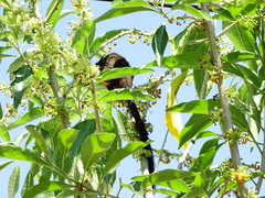 Saguinus nigricollis