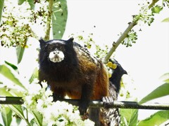 Saguinus nigricollis