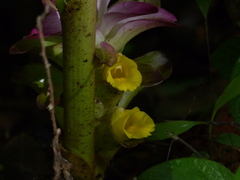 Curcuma pseudomontana