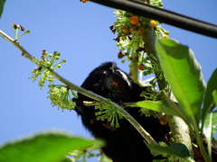 Saguinus nigricollis
