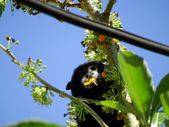 Saguinus nigricollis