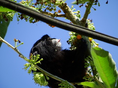 Saguinus nigricollis
