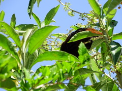 Saguinus nigricollis