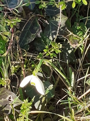 Galanthus nivalis