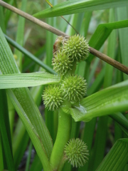 Sparganium glomeratum