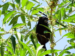Saguinus nigricollis