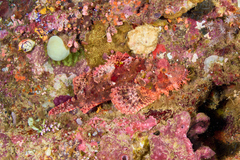 Scorpaenopsis