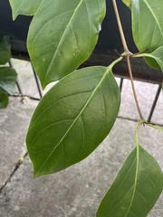 Euonymus occidentalis