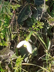 Galanthus nivalis