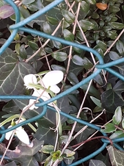 Galanthus nivalis
