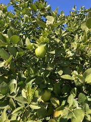 Citrus × latifolia
