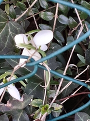 Galanthus nivalis
