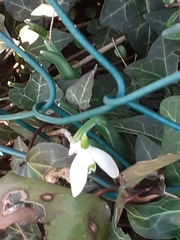 Galanthus nivalis