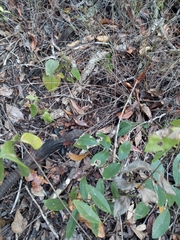 Cachryx alfredschmidti