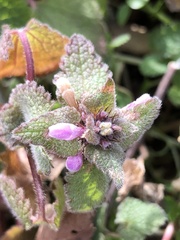 Lamium maculatum
