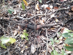 Cachryx alfredschmidti