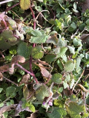 Lamium maculatum