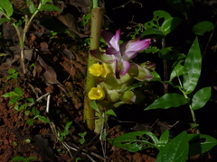 Curcuma pseudomontana